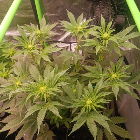Crescendo Rbx1 growlog timeline photo