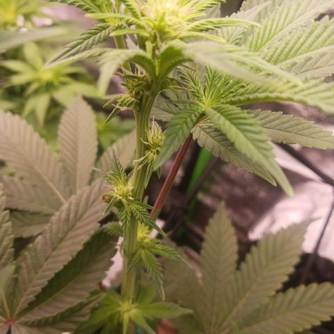 Crescendo Rbx1 growlog timeline photo