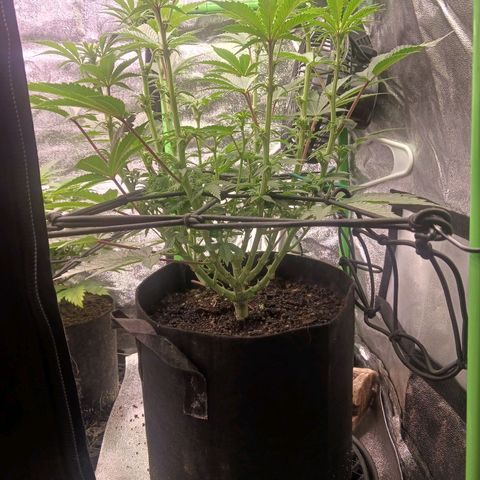 Crescendo Rbx1 growlog timeline photo