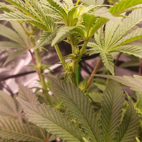 Crescendo Rbx1 growlog timeline photo