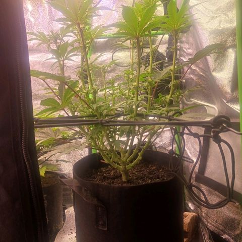 Crescendo Rbx1 growlog timeline photo