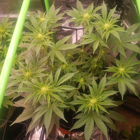 Crescendo Rbx1 growlog timeline photo