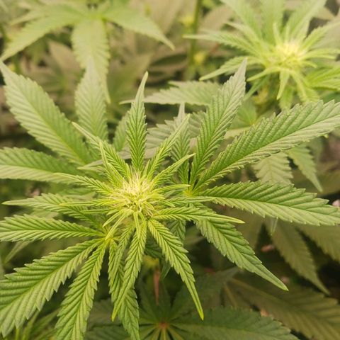Crescendo Rbx1 growlog timeline photo