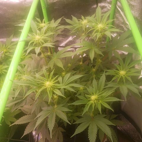 Crescendo Rbx1 growlog timeline photo