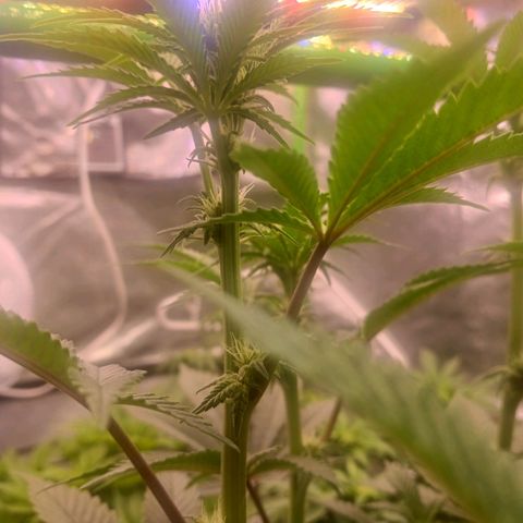 Crescendo Rbx1 growlog timeline photo