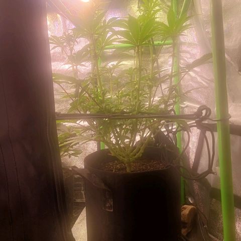 Crescendo Rbx1 growlog timeline photo
