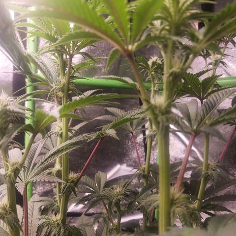 Crescendo Rbx1 growlog timeline photo