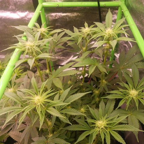 Crescendo Rbx1 growlog timeline photo