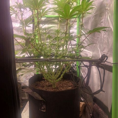 Crescendo Rbx1 growlog timeline photo