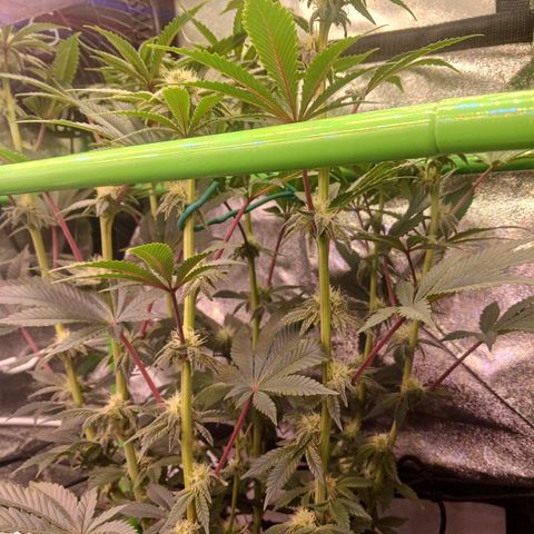Crescendo Rbx1 growlog timeline photo