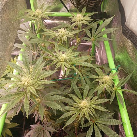 Crescendo Rbx1 growlog timeline photo
