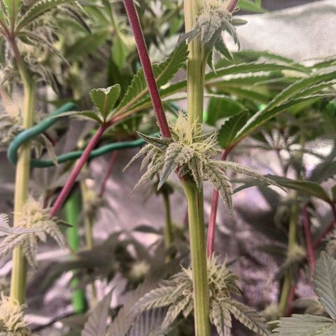 Crescendo Rbx1 growlog timeline photo