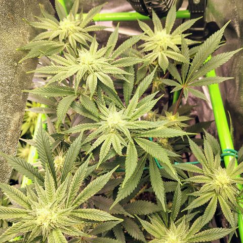 Crescendo Rbx1 growlog timeline photo