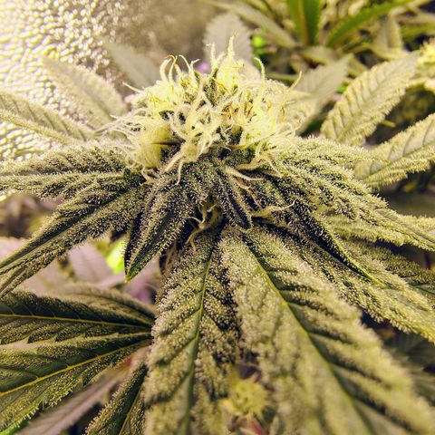 Crescendo Rbx1 growlog timeline photo