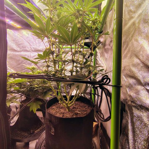 Crescendo Rbx1 growlog timeline photo