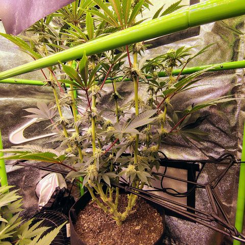 Crescendo Rbx1 growlog timeline photo