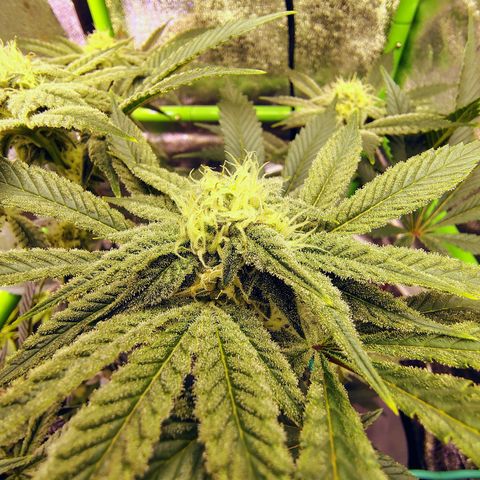 Crescendo Rbx1 growlog timeline photo
