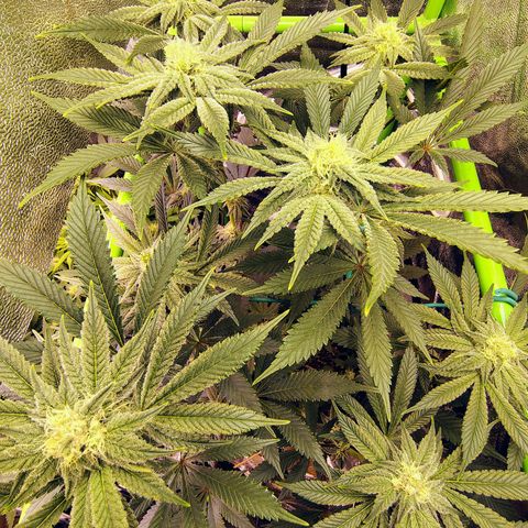 Crescendo Rbx1 growlog timeline photo