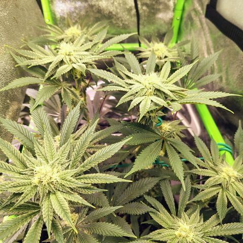 Crescendo Rbx1 growlog timeline photo
