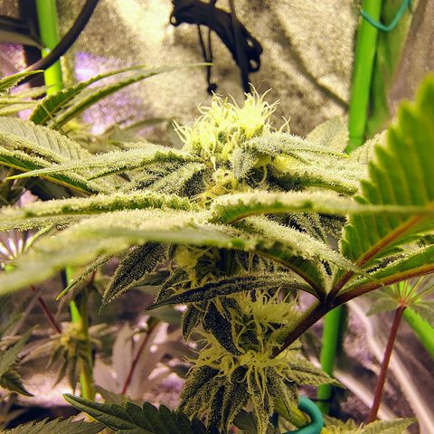 Crescendo Rbx1 growlog timeline photo