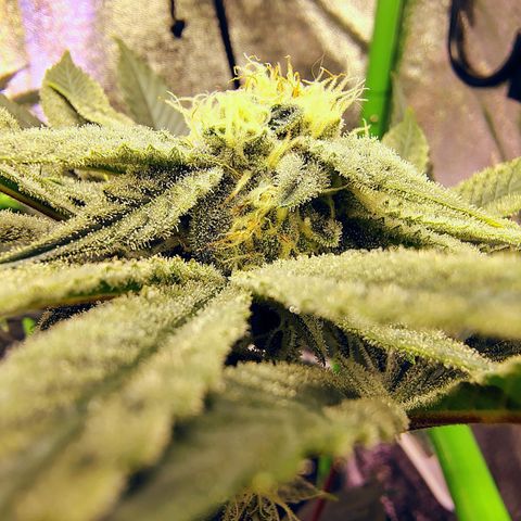Crescendo Rbx1 growlog timeline photo