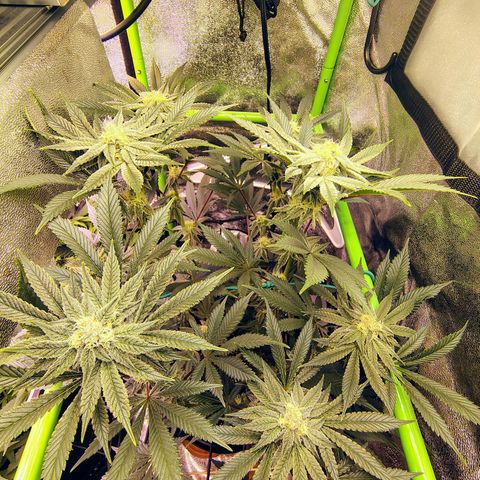 Crescendo Rbx1 growlog timeline photo