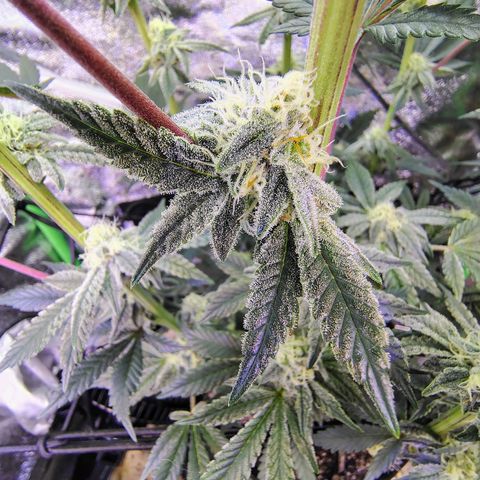 Crescendo Rbx1 growlog timeline photo
