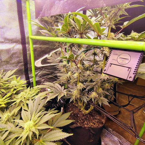 Crescendo Rbx1 growlog timeline photo