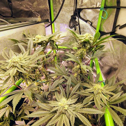 Crescendo Rbx1 growlog timeline photo
