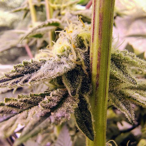 Crescendo Rbx1 growlog timeline photo
