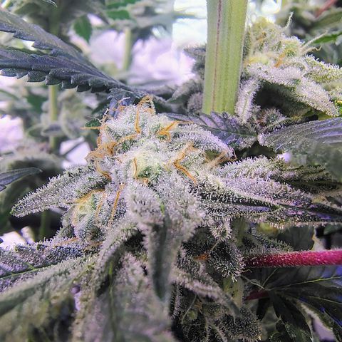 Crescendo Rbx1 growlog timeline photo