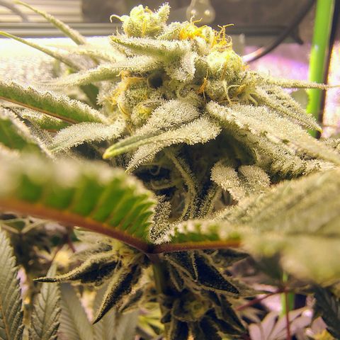 Crescendo Rbx1 growlog timeline photo