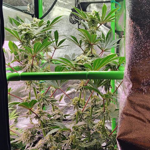 Crescendo Rbx1 growlog timeline photo