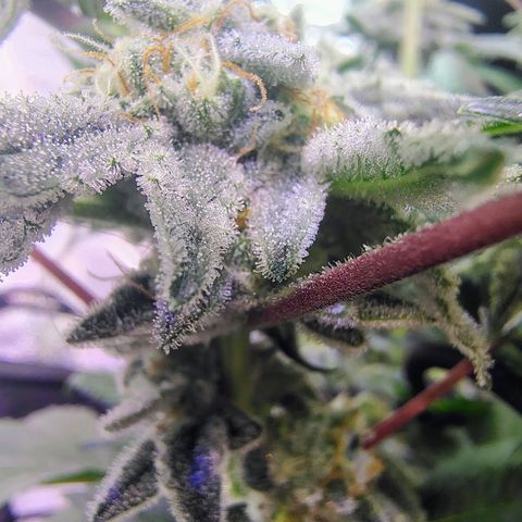Crescendo Rbx1 growlog timeline photo