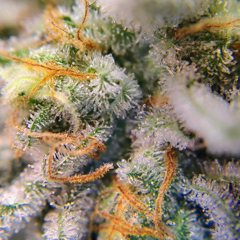 Crescendo Rbx1 growlog timeline photo