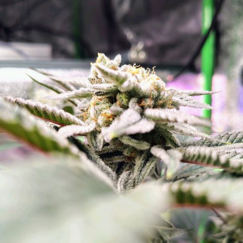 Crescendo Rbx1 growlog timeline photo