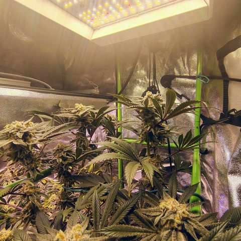 Crescendo Rbx1 growlog timeline photo