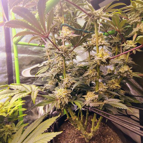 Crescendo Rbx1 growlog timeline photo