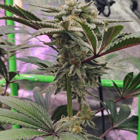 Crescendo Rbx1 growlog timeline photo