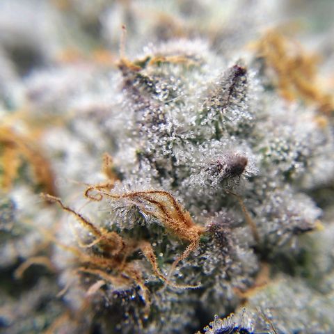 Crescendo Rbx1 growlog timeline photo