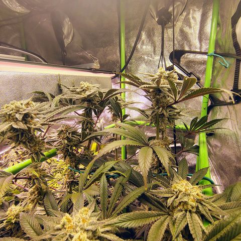 Crescendo Rbx1 growlog timeline photo