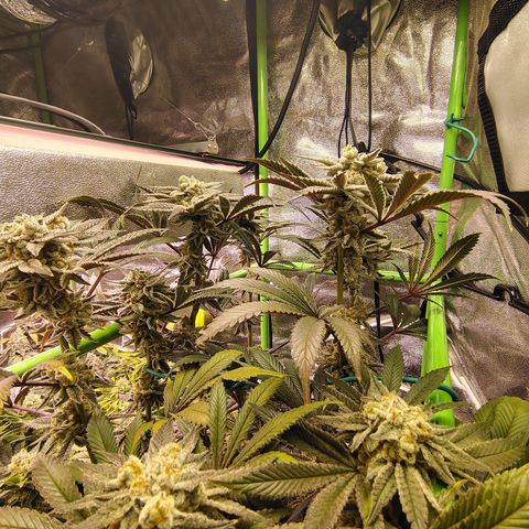Crescendo Rbx1 growlog timeline photo