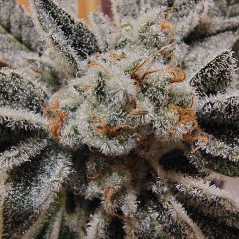 Crescendo Rbx1 growlog timeline photo