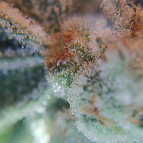 Crescendo Rbx1 growlog timeline photo