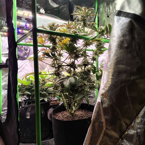 Crescendo Rbx1 growlog timeline photo