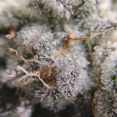 Crescendo Rbx1 growlog timeline photo