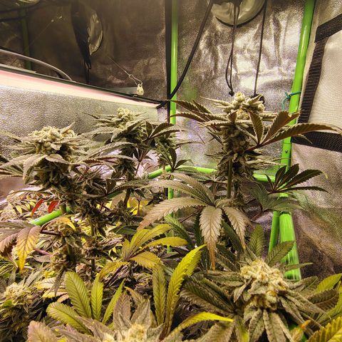 Crescendo Rbx1 growlog timeline photo