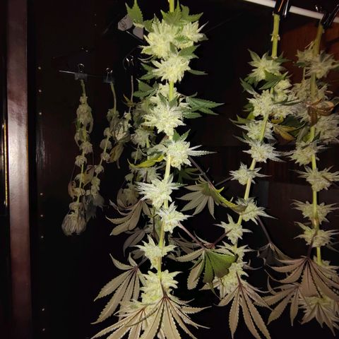 Crescendo Rbx1 growlog timeline photo