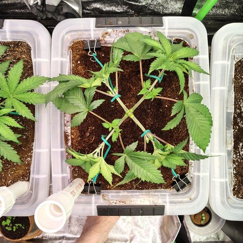 Crescendo Rbx1 growlog timeline photo