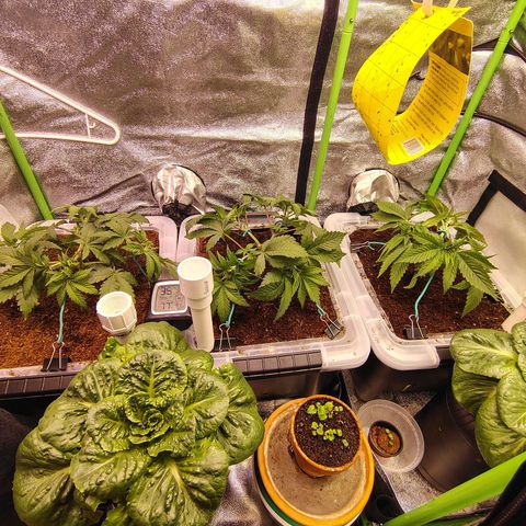 Crescendo Rbx1 growlog timeline photo